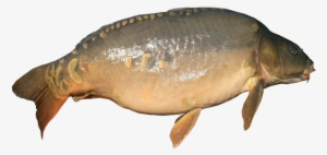 Mirror Carp No Background Transparent Image Fishing - Carp Picture No Background #3541602