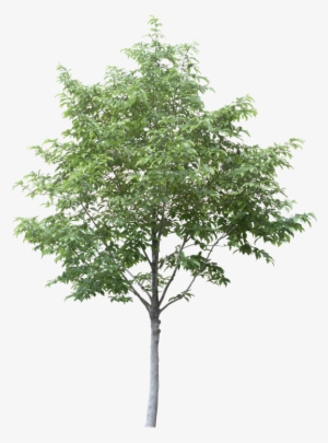 Free Arboles En Planta Png - Aspen Tree Cut Out #3541625