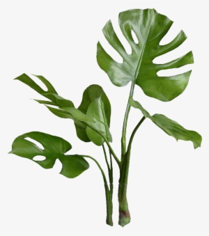 Planta - - Millennial Bingo #3541742