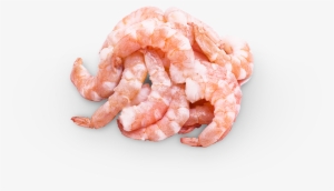 Camarón Coctel Seleccionado - Botan Shrimp #3541743