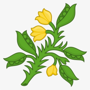 Open - Planta Genista Plantagenets #3542116