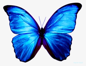 Borboletas Em Png - Blue Morpho Butterfly #3542543