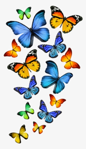 Cor Do Fundo - Butterfly In White Background #3542704