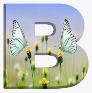 Alfabeto Decorativo Borboletas Png - Spring #3542748