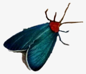 Virginia Ctenucha #3543067