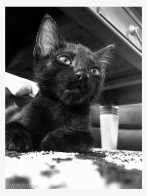 Soot Male Domestic Short Hair Mix Cat In Qld Petrescue - Black Cat #3545583