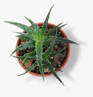 Arcadiadigital-natural - Bullet Journal Quote Page #3548118