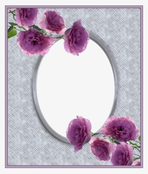 Garden Roses #3548232