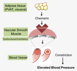 Chemerin - Diagram #3548236