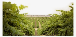 Broken Earth Winery #3548894 Broken Earth Winery #3548894