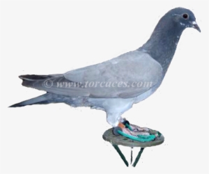 La Paloma Ternano Sin Barras - Ternano #3549203