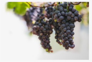 Vineyards And Technology But Also On Providing Wines - Grape #3549371