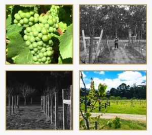 The Vineyard - Wine #3549564