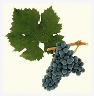 Whitehall Lane Winery - Cabernet Franc Grapes #3549930
