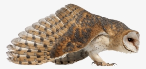 Buho Volando Png - Lechuza Posicion De Ataque #3552805