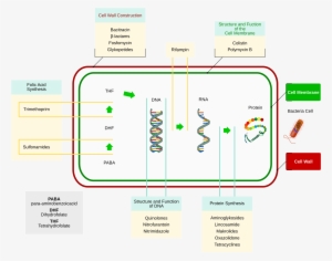 Open - Mode D Action Des Antibiotiques #3553527