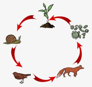 Open - Cadena Alimenticia De La Selva #3555794