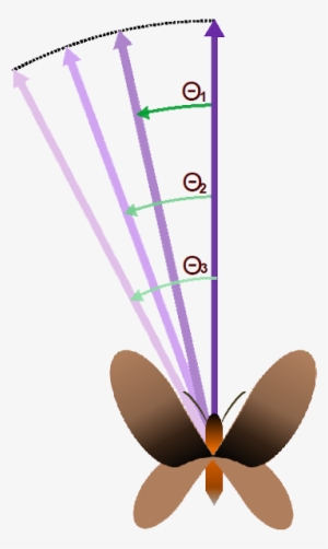 Team - Valencia - 2014 - Igem - Org - " - Butterfly #3556039
