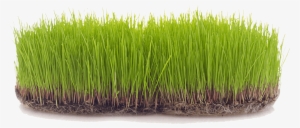 We Offer Free Estimates And Lawn Care Services That - Lawn #3558736