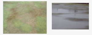 Hydrophobic Turf Leading To Localised Dry Patch - Bowls #3558905