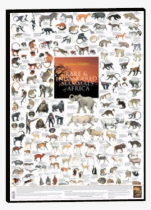 Zoo Animal Posters 13 - Primates Of Africa Poster #3559407
