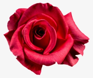 Rose-1385965 960 - Red Rose Photography #3560031