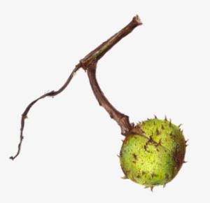 Conker - Drawing #3560687