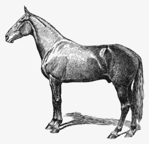 Vitamins - Name Of 10domestic Animals #3562374