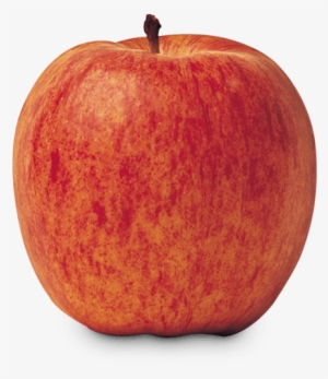 Gala - Royal Gala Apple #3567886
