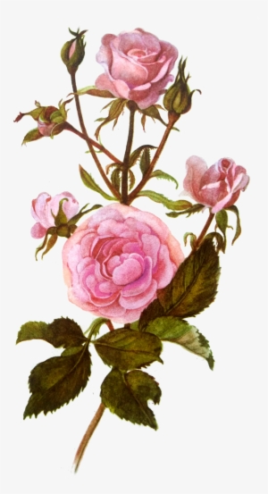 Roses Png Tumblr #3568332 Roses Png Tumblr #3568332