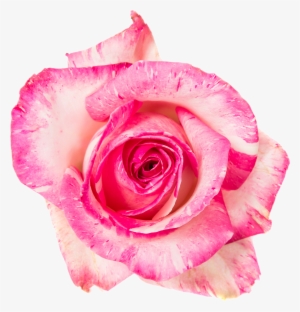 Van Der Arend Roses #3568595