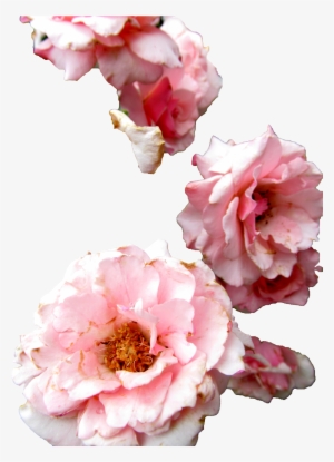 Transparent Flowers Roses Transparent Flowers Png Rose - Common Peony #3568647