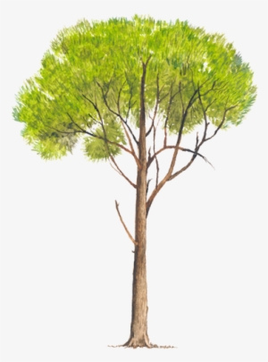 Www - Biodiversidad - Gob - Mx - Pino Radiata Png #3569405