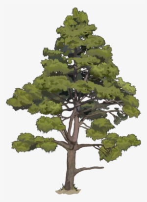Pinus Canariensis C - Dibujo De Un Pino Canario #3569513
