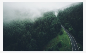 Pinesforest Road Camino Bosque Pinos Ladyjeka - Pine #3569745