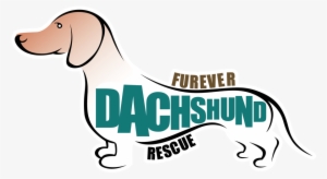 Furever Dachshund Rescue Is A Non Profit Organization - Adopt Dachshund #3573870