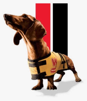 Wiener Dog - Wienerschnitzel Dog #3573894