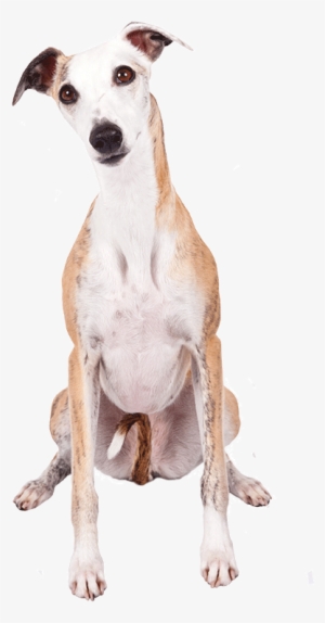 How To Do Meyers Briggs Tests On Dog Personalities - Word #3574630