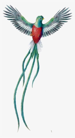 Quetzal Dibujo Png - Quetzal De Guatemala Png #3574943