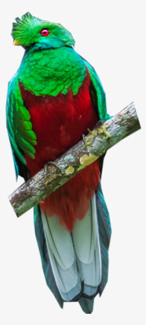 Parakeet #3575690