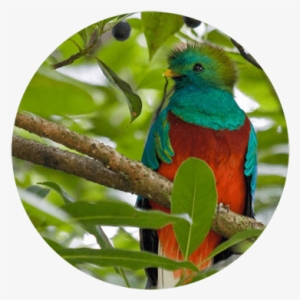 Biotopo Del Quetzal, Hotel En Cobán, Casa José - Biotopo Del Quetzal Baja Verapaz #3575849