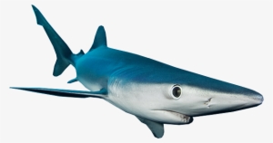 Sharks - Shark #3575902 Sharks - Shark #3575902
