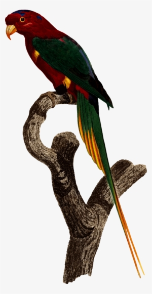 Parrot - Superb Parrot Pet #3575944