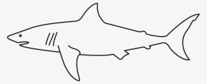 Both Reef And Tiger Sharks Are Found In The Shallow - Great White Shark #3575946