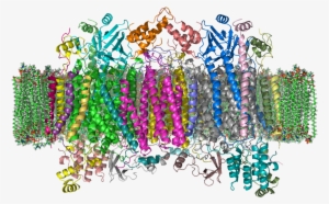 Cytochrome C Oxidase Crystal Structure #3577790