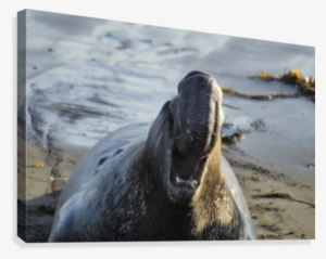 Northern Elephant Seal On The Central California Coast - Poster: Manatee, Beach, 61x41in. #3582053