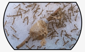 Alternatively, The Egg Case Can Be Hatched Indoors, - Pray Mantis For Sale #3583781