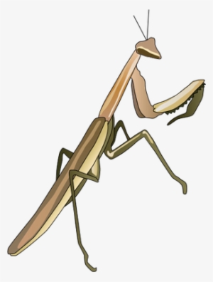 Ian Symbol Praying Mantis - Praying Mantis Illustration #3583784