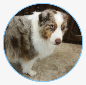 Fluff N Bluff Dog Grooming Middle-image - Fluff N Buff Dog Grooming #3584255