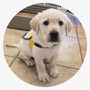 Maverick - Labrador Retriever #3584603 Maverick - Labrador Retriever #3584603